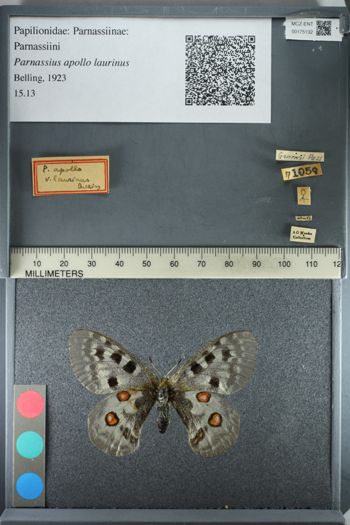 Media type: image;   Entomology 175132